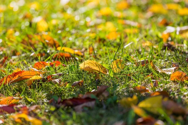 Höstens löv på grönt gräs — Stockfoto