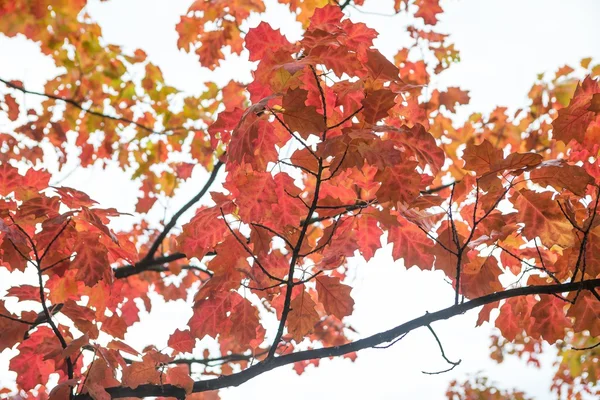 Autumn leaves on branch agains sky — Stock Photo, Image