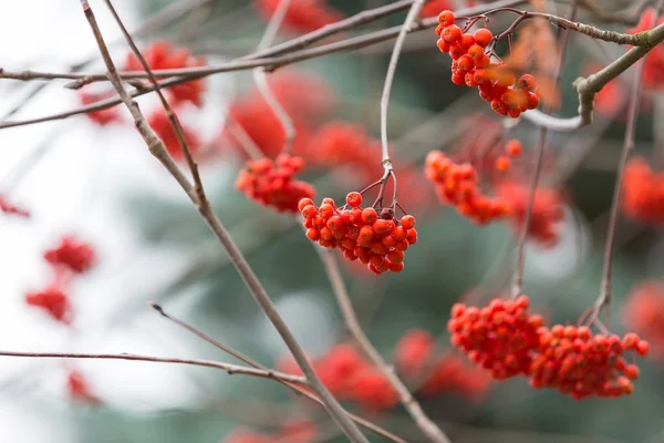 Kırmızı üvez meyveleri — Stok fotoğraf