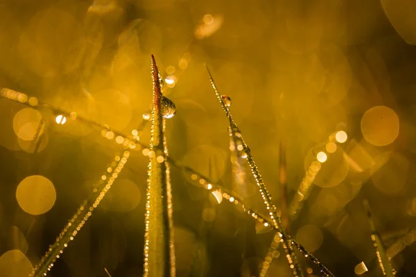 Kapky rosy na ranní trávě. Fotografie s bokeh efekt na pozadí — Stock fotografie