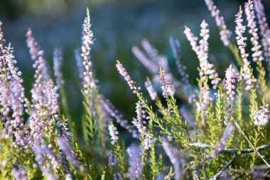 Blooming heather
