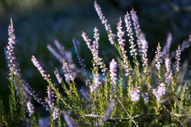 Blooming heather