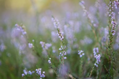 Blooming heather
