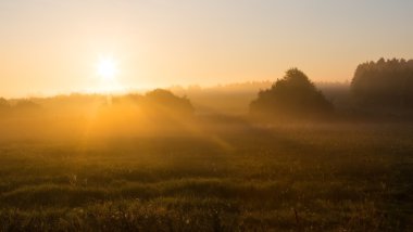 Lehçe çayır sisli sabahı