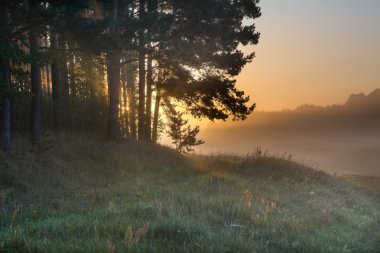 Lehçe çayır sisli sabahı