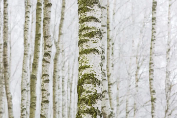 Frosty berk bos — Stockfoto