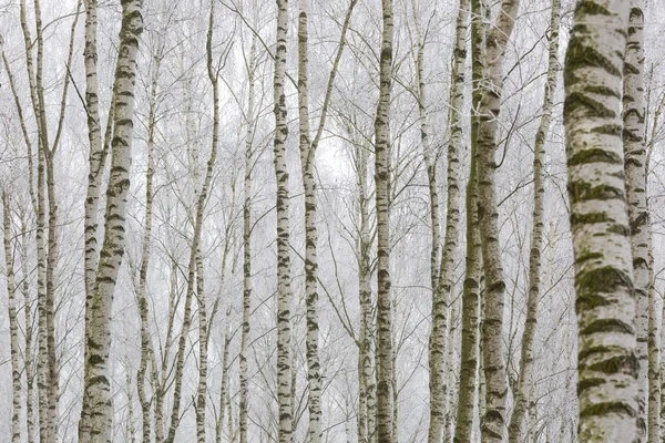 Floresta de bétula gelada — Fotografia de Stock