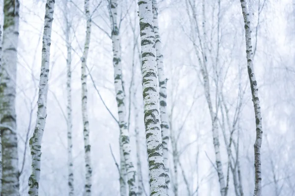 Forêt de bouleaux givrés — Photo