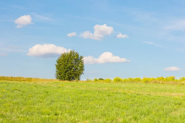 Green meadow with tree under blue sky with clouds — Stock Photo, Image