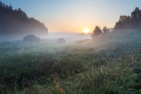 Foggy matin sur la prairie polonaise — Photo