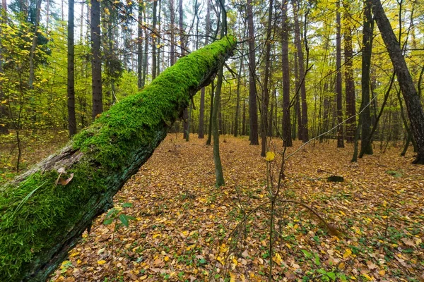 秋の森の風景 — ストック写真