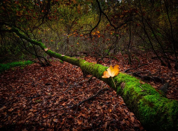 Paysage forestier automnal — Photo