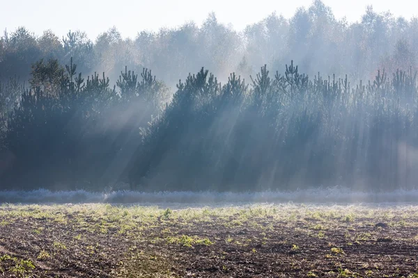 Mooie ochtend met zonnestralen en jongeren forest. Herfst landschap. — Stockfoto