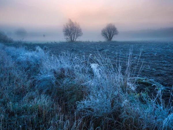 Beautiful morning with frost on plants. Autumnal landscape. — Stock Photo, Image