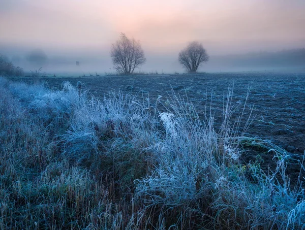 Frost'un üzerinde bitki ile çok güzel bir sabah. Sonbahar manzara. — Stok fotoğraf