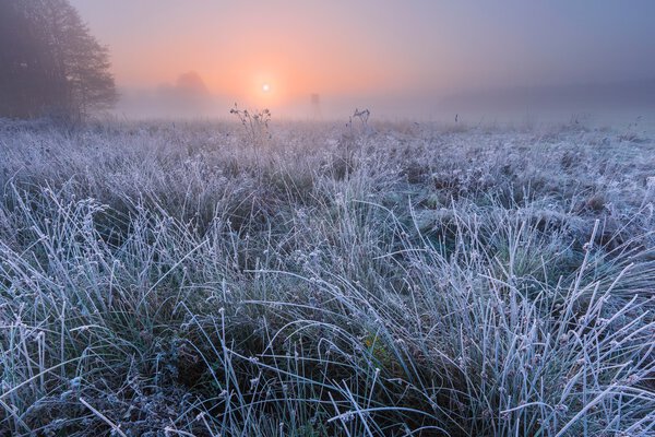 Beautiful morning with frost on plants. Autumnal landscape.