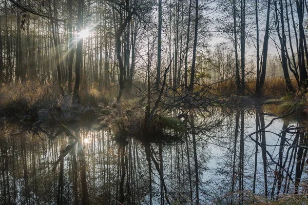 Hermosos pantanos salvajes amanecer paisaje . — Foto de Stock