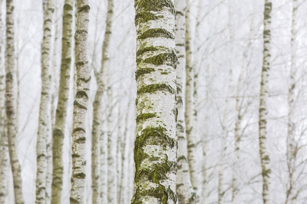 Frosty birch forest