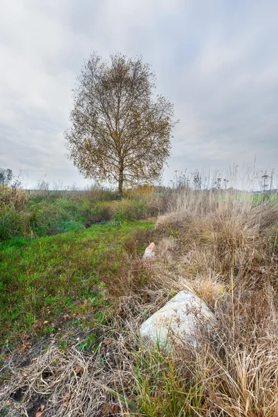 Green young field landscape — Stock Photo, Image