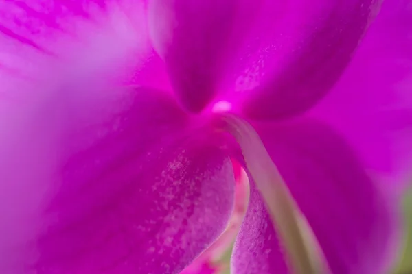 Orchideenblüten — Stockfoto