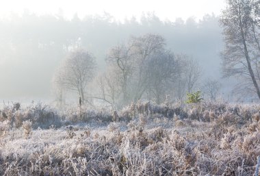 Frost'un üzerinde bitki ile çok güzel bir sabah. Sonbahar manzara.