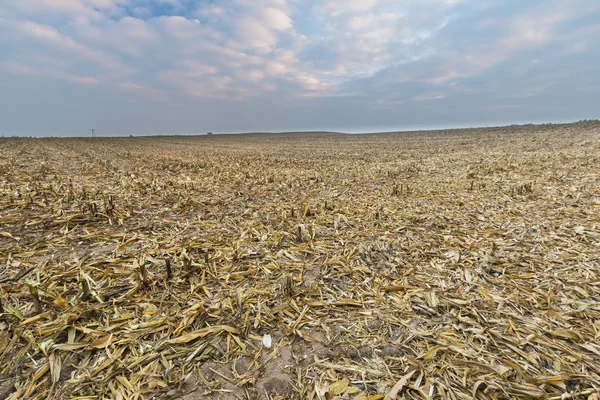Stubble field after corn — Stock Photo, Image