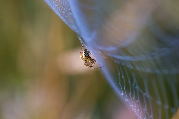 Spider sitting on web — Stock Photo, Image