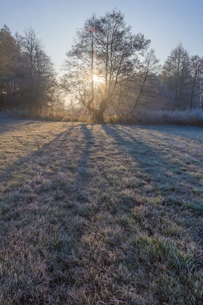 식물에 서 리와 함께 아름 다운 아침입니다. 가 풍경. — 스톡 사진