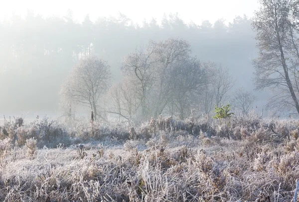 Mooie ochtend met vorst op planten. Herfst landschap. — Stockfoto