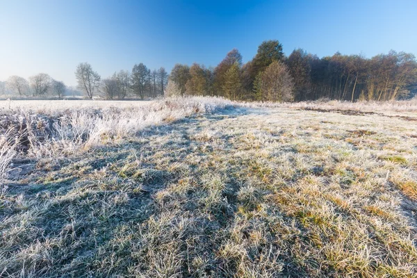 Mooie ochtend met vorst op planten. Herfst landschap. — Stockfoto