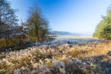 Frost'un üzerinde bitki ile çok güzel bir sabah. Sonbahar manzara.