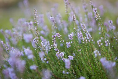 Blooming heather