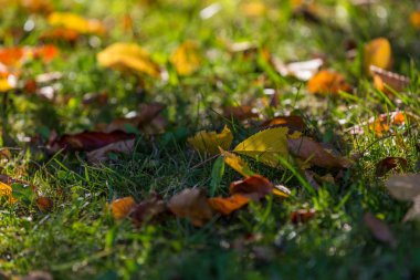 Sonbahar yaprakları yeşil çimenlerin üzerinde