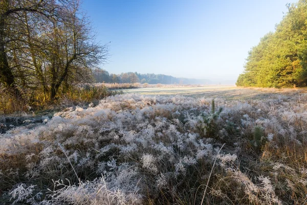 Beautiful morning with frost on plants. Autumnal landscape. — Stock Photo, Image