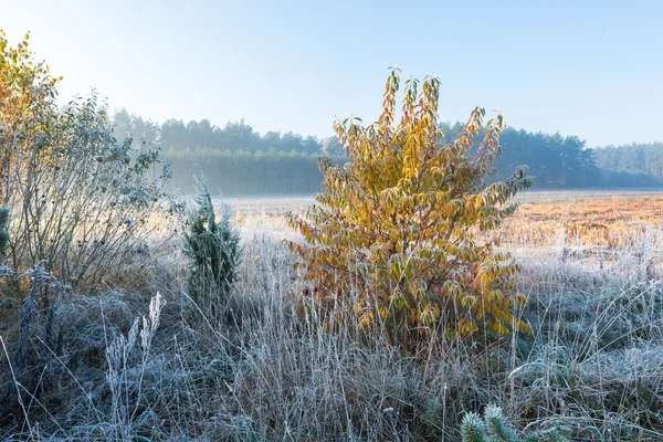Beautiful morning with frost on plants. Autumnal landscape. — Stock Photo, Image