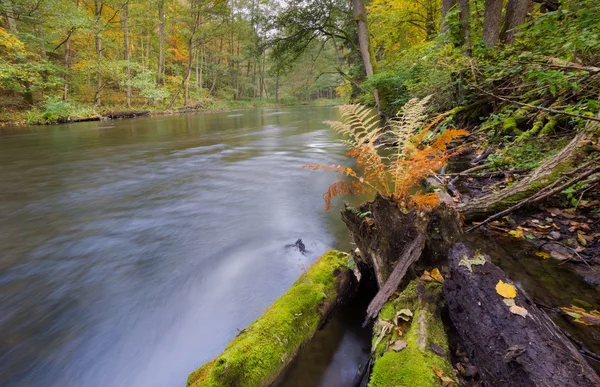 Wild river in autumnal colorful forest — Stock Photo, Image