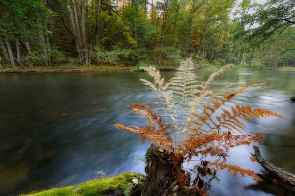 Río salvaje en bosque colorido otoñal —  Fotos de Stock