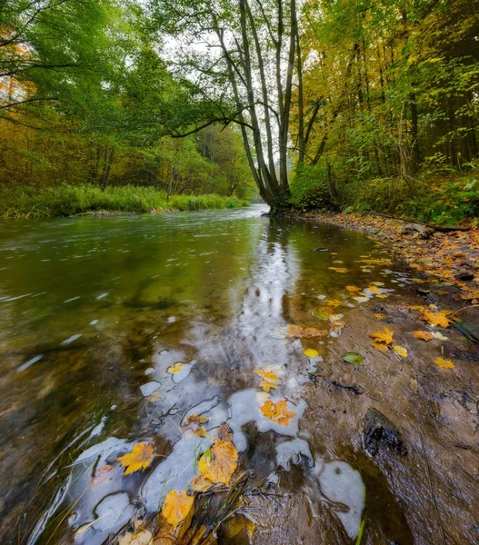 Río salvaje en bosque colorido otoñal —  Fotos de Stock