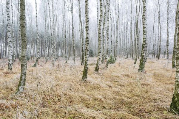 Forêt de bouleaux givrés — Photo