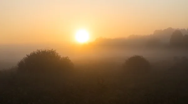 波兰的草地上有雾的早晨 — 图库照片