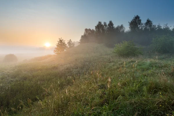 ポーランドの草原で霧の朝 — ストック写真
