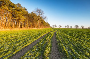 Yeşil genç alan manzara