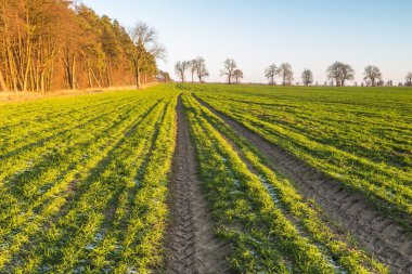 Yeşil genç alan manzara