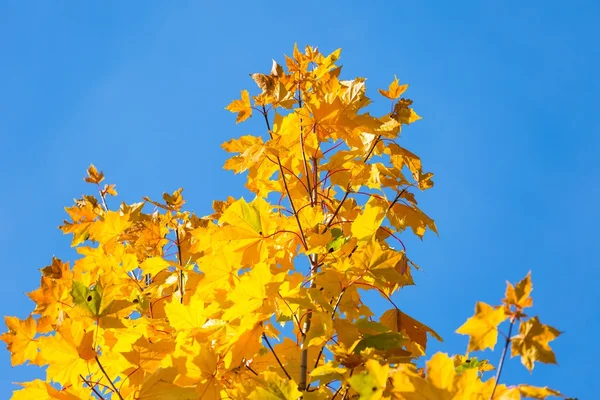Autumn leaves on branch agains sky — Stock Photo, Image