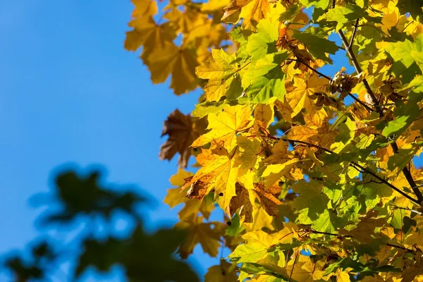 Autumn leaves on branch agains sky — Stock Photo, Image