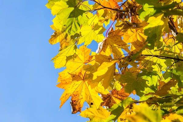 Autumn leaves on branch agains sky — Stock Photo, Image