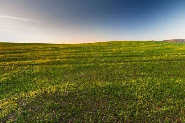 Green young field landscape — Stock Photo, Image