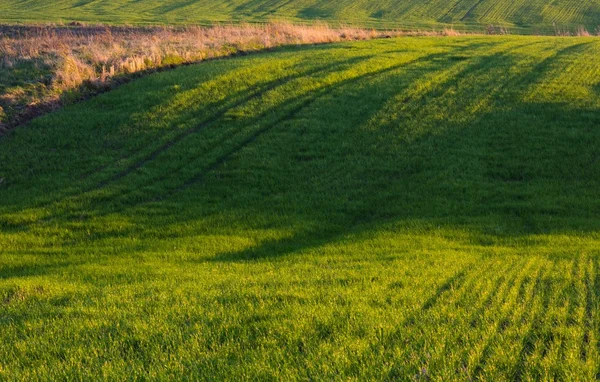 Зеленый молодой полевой пейзаж — стоковое фото