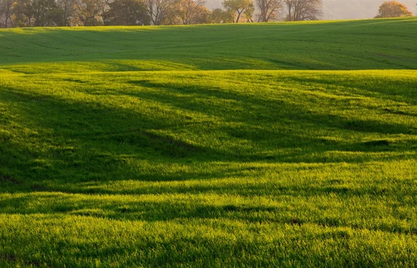 Verde giovane paesaggio campo — Foto Stock