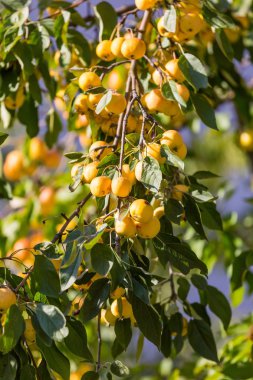 Küçük sarı elma dalı